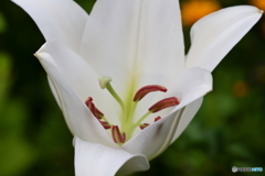 街の花
