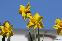 街の花