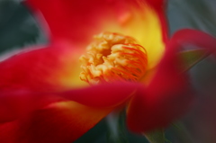 街の花