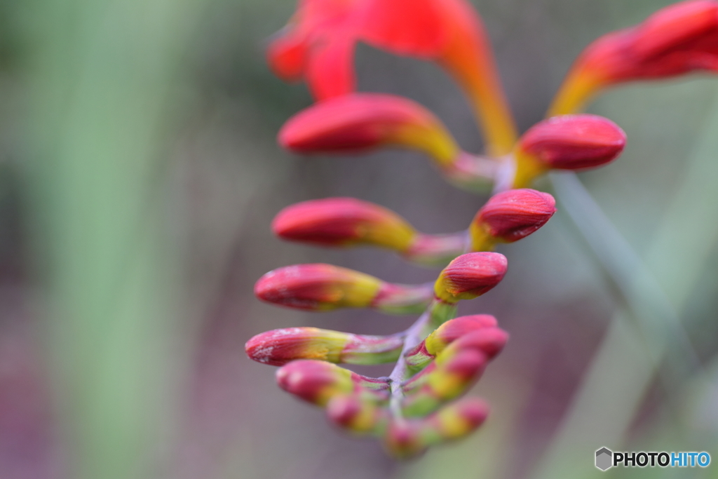 街の花