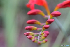 街の花