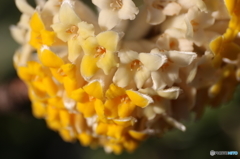 街の花