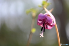 園の花