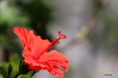 街の花