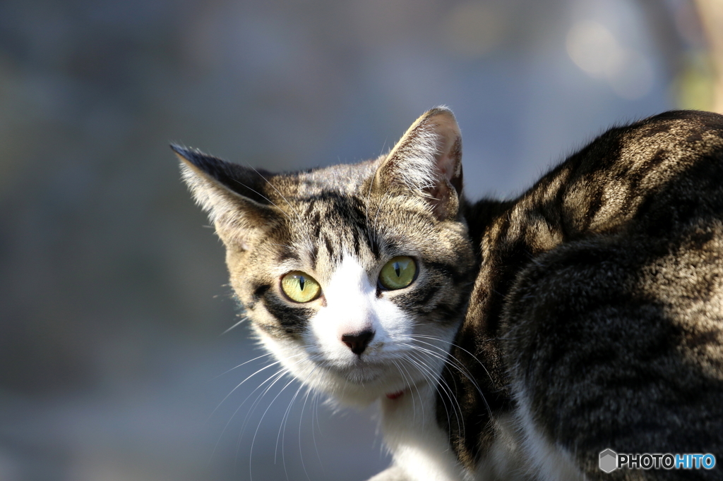 子猫