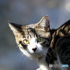 子猫