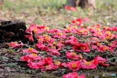 街の花