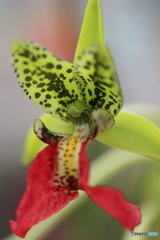 園の花