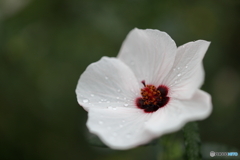 街の花