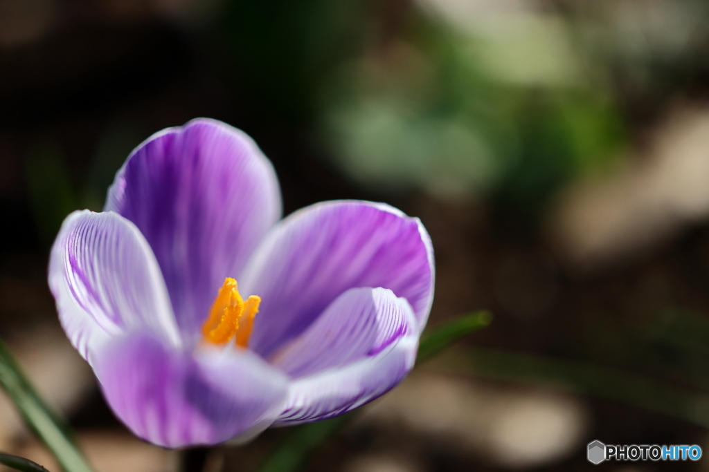 街の花