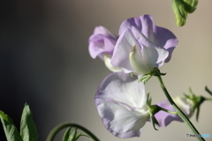 街の花