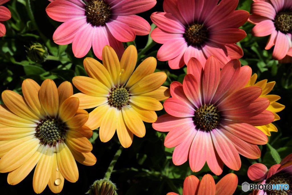 街の花