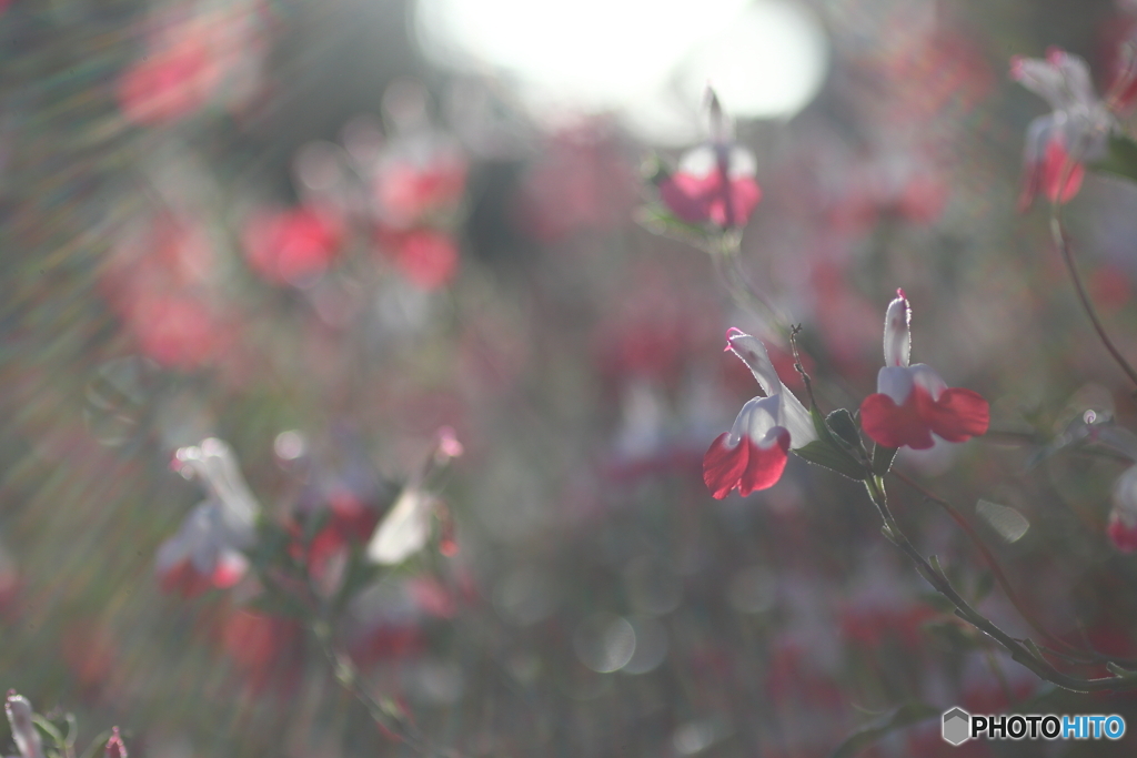 街の花