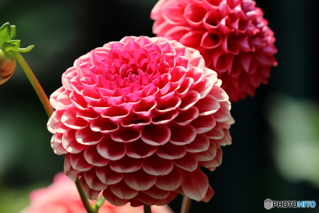 街の花