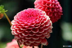 街の花