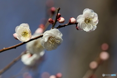 園の花