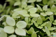 街の花