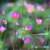 街の花