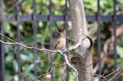 野鳥（野川公園）