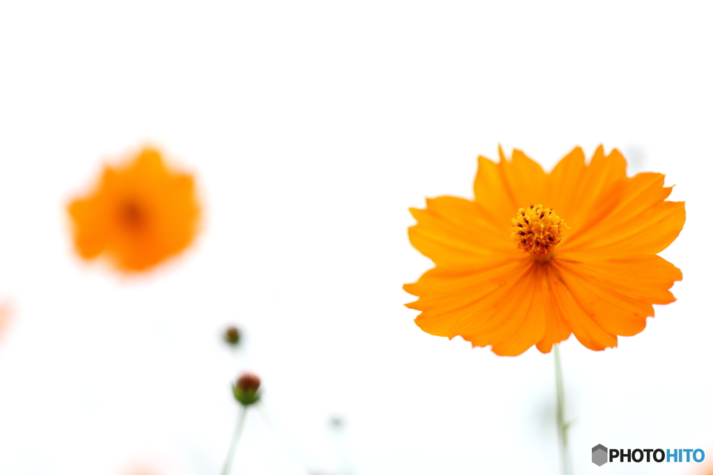 街の花