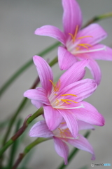 街の花