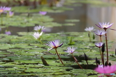 園の花