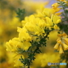 街の花