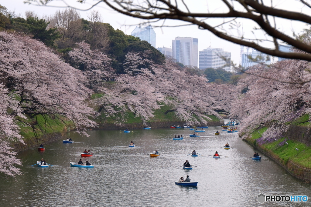 街の花