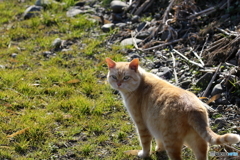 近所の猫