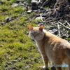 近所の猫