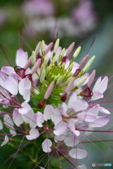 街の花