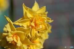 街の花