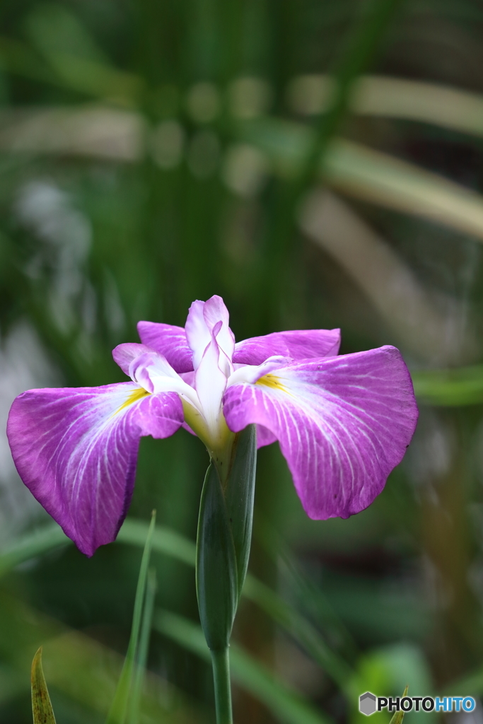 街の花