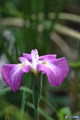 街の花