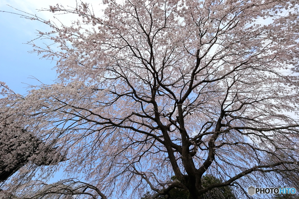 街の花