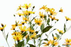 街の花