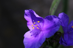 街の花