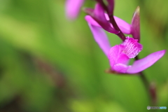 街の花