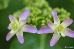 街の花