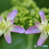 街の花