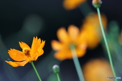 街の花