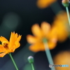 街の花
