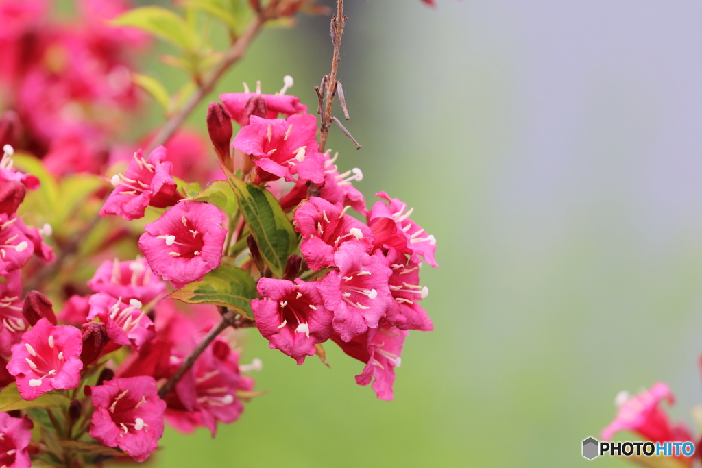 街の花