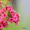 街の花
