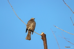 野鳥