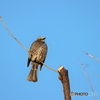 野鳥