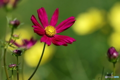 園の花