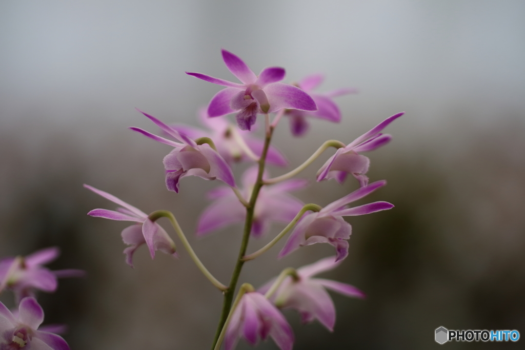 園の花