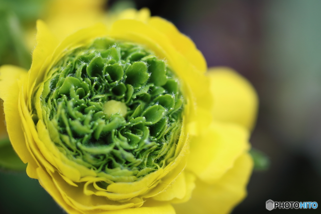 街の花