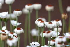 街の花